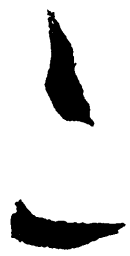 毛泽东二书法图片