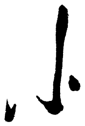 毛泽东小书法图片