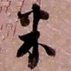 赵之谦米书法图片