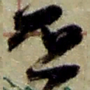 赵之谦否书法图片