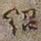 何绍基绍书法图片