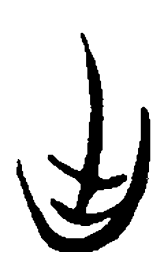 简帛出书法图片