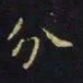 王羲之分书法图片