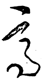 毛泽东高书法图片