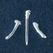 任行志小书法图片