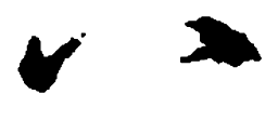 王羲之八书法图片