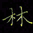 周浩忠林书法图片