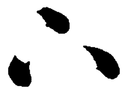 智永下书法图片