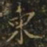 柬书法图片