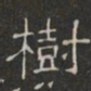 樹书法图片