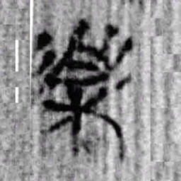 上博简樂书法图片