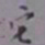 罗振玉它书法图片