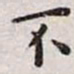 王宠不书法图片