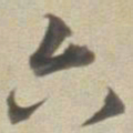 董其昌六书法图片