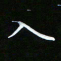 姜绍来入书法图片
