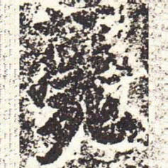 魏碑薨书法图片