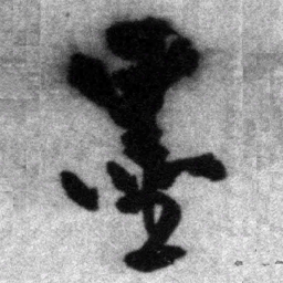 王铎墨书法图片