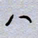 周光艳八书法图片