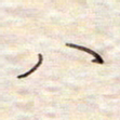 张斌八书法图片