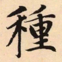 赵孟頫种书法图片