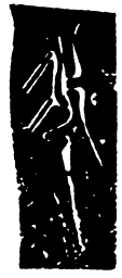 鸟虫篆我书法图片