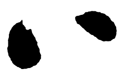 启功八书法图片